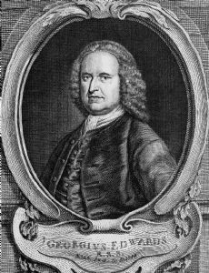 George Edwards