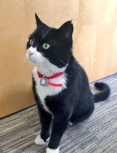 Palmerston (mouser)