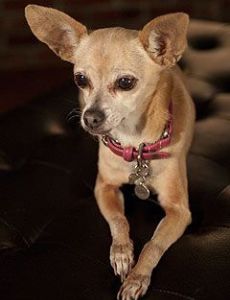 Gidget