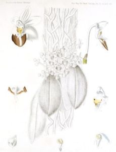 Thomas Lobb
