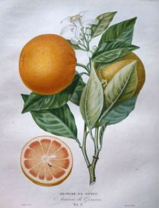 Pierre Antoine Poiteau