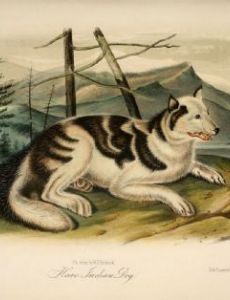 Hare Indian Dog