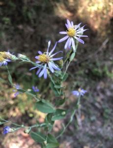 Symphyotrichum patens