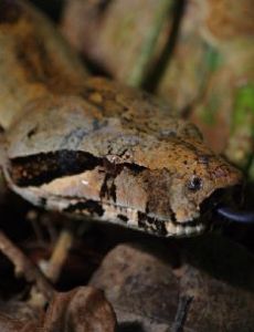 List of Reptiles of Saint Lucia - FamousFix List