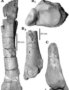 Gualta cuyana
