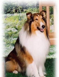 Lassie