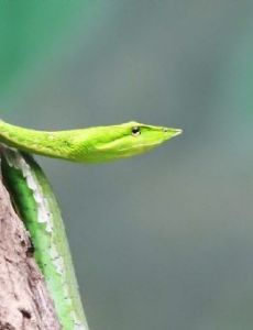 List of Snakes of Asia - FamousFix List