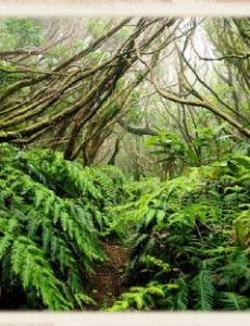 Laurel forest