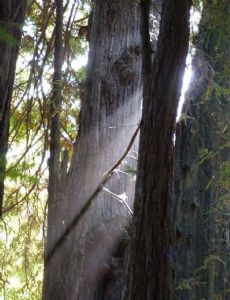 Golden Gate Biosphere Reserve
