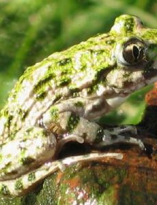 Common parsley frog