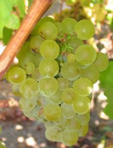 Sauvignon blanc