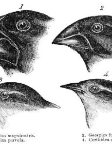 Sociobiology