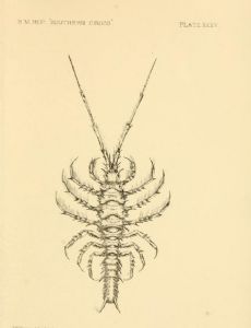 Elsie Wilkins Sexton