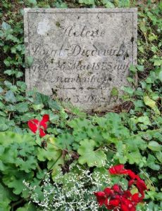 Helene Voigt-Diederichs