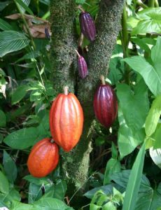 Cocoa bean
