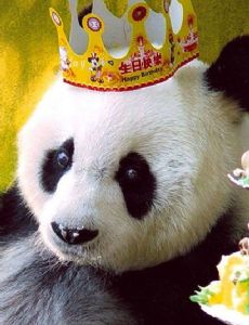 Basi (giant panda)