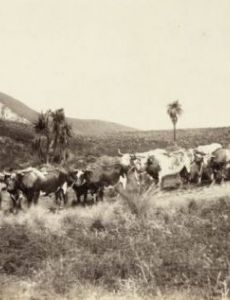 Ox-wagon
