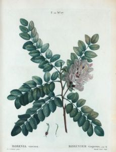 Robinia viscosa