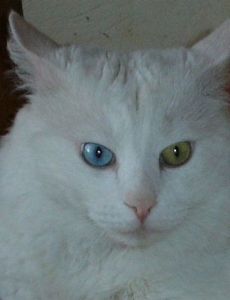 Turkish Angora