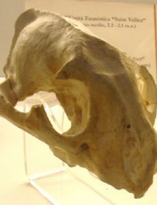 Puma pardoides