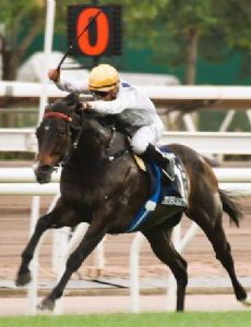 Hong Kong Mile