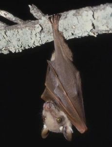 Wahlberg's epauletted fruit bat