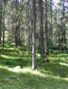 Liesjärvi National Park