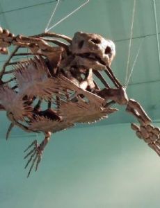 Archelon