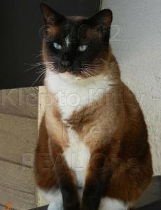 Dusty the Klepto Kitty