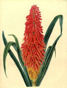 James Andrews (botanical artist)