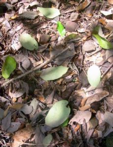 Plant litter