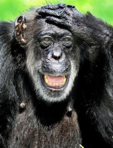 Little Mama (chimpanzee)