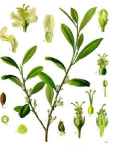 Erythroxylum coca