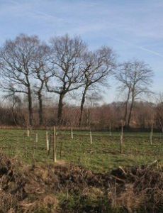 Afforestation
