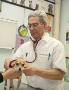 Steve Katz (politician)