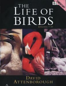 The Life of Birds - FamousFix.com