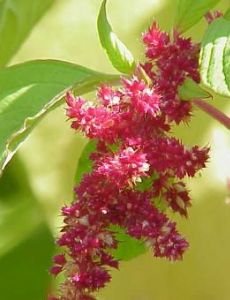Amaranth