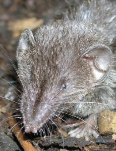 Mindanao shrew