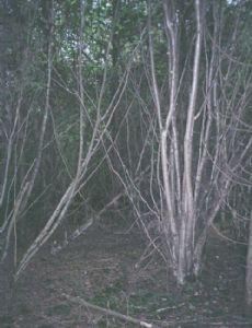 The Evil Forest