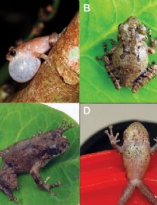 List of Frogs of Bangladesh - FamousFix List