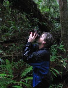 Michael Taylor (forester)