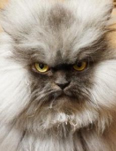 Colonel Meow