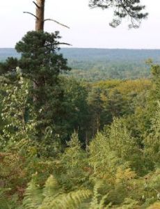Forest of Rambouillet