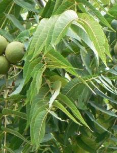 Juglans nigra