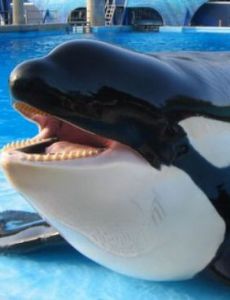 Tilikum