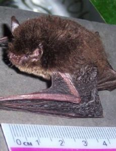 Wall-roosting mouse-eared bat