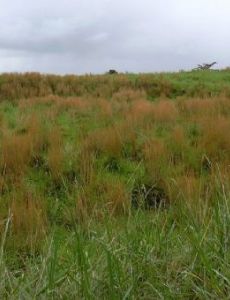 Andropogon virginicus