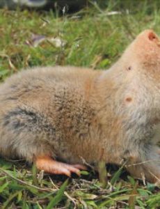 Silvery mole-rat