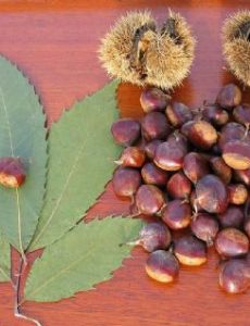 American chestnut