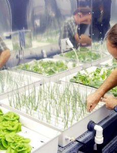 Hydroponics